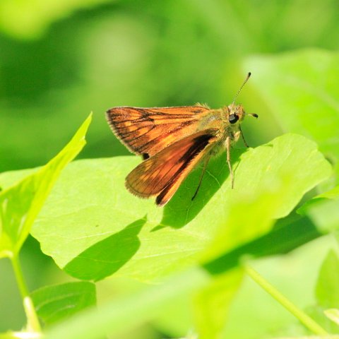 Large Skipper _MG_2180 Large Skipper.JPG