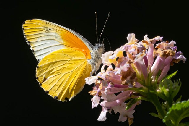Mylothris agathina.jpg