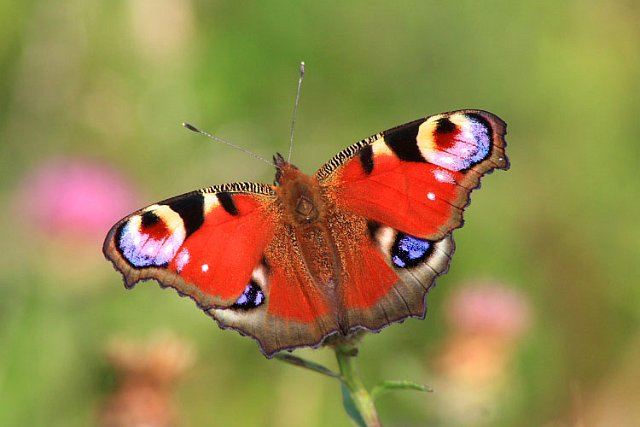 Peacock.jpg