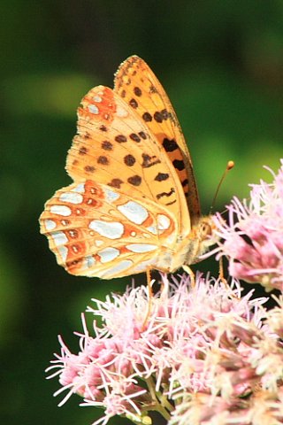 Queen_of_Spain_Fritillary_01.JPG