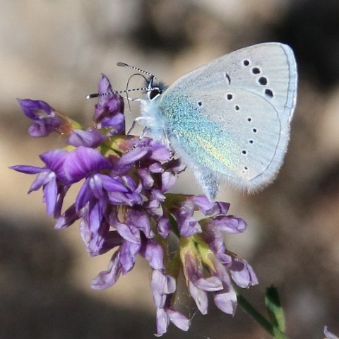 _MG_8370 Green-underside Blue.JPG