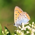 IMG_5238_Large_Copper