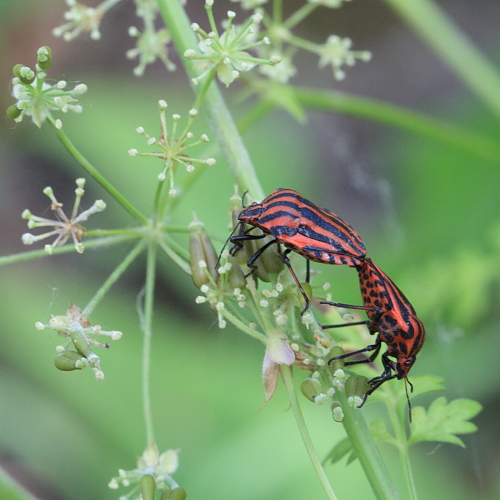 IMG_0430_Graphosoma_lineatum.JPG