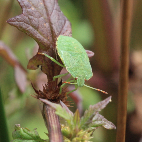 IMG_2625_Green_Shieldbug_nymph.JPG