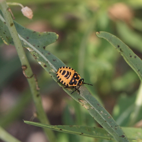 IMG_2933_Eurydema_ornata.JPG