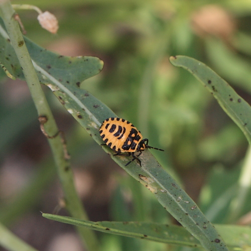 IMG_2933_Eurydema_ornata.JPG