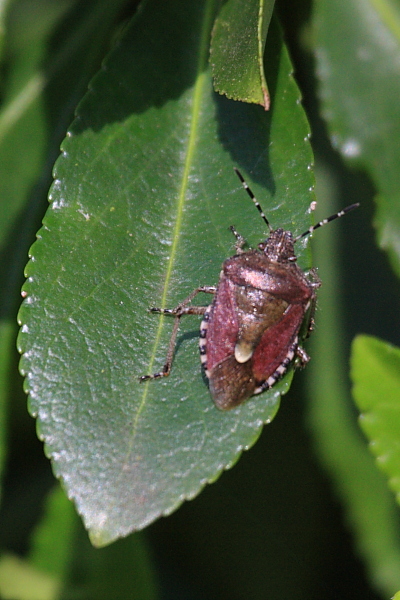 IMG_8705_Sloe_Bug.JPG