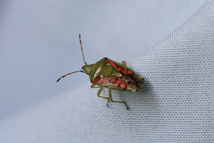 IMG_8888_Juniper_Shieldbug.JPG