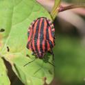 IMG_0358_Graphosoma_lineatum.JPG