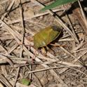 IMG_0856_Gorse_Shieldbug.JPG