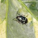 IMG_8699_Brassica_Bug.JPG