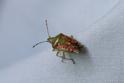 IMG_8888_Juniper_Shieldbug.JPG