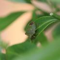 IMG_9857_Green_Shield_Bug.JPG