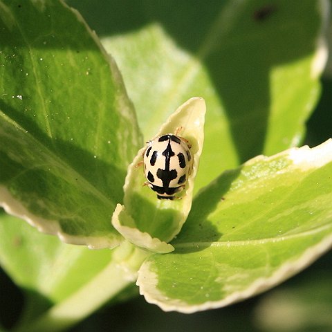 14 Spot IMG_9740_14-spot_Ladybird.JPG