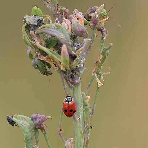 Adonis IMG_2128_Adonis_Ladybird.JPG