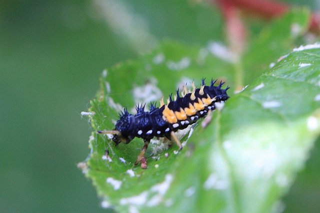 Harlequin IMG_0241_Harlequin_larva.JPG