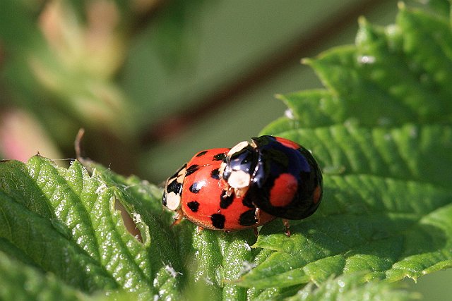 Harlequin IMG_0378_Harlequin_Ladybird.JPG