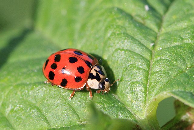 Harlequin IMG_0379_Harlequin_Ladybird.JPG