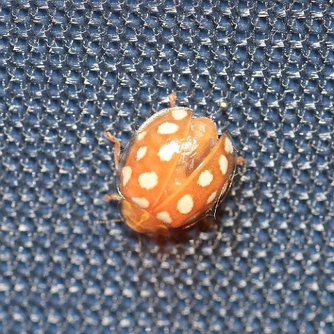 Orange IMG_6305_Orange_Ladybird.JPG