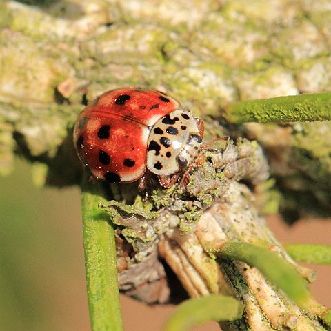 _MG_0851_Cream-streaked_Ladybird.JPG