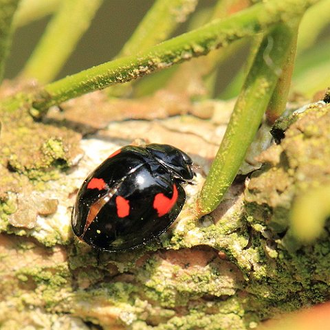 _MG_0855_Pine_Ladybird.JPG