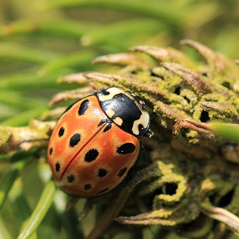 _MG_0866_Eyed_Ladybird.JPG