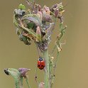 Adonis IMG_2128_Adonis_Ladybird