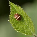 Cream-spot Ladybird