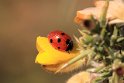 IMG_2353_7-Spot_Ladybird