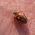 Myzia oblongoguttata
