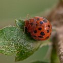 Subcoccinella 24-punctata