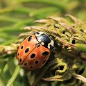 _MG_0866_Eyed_Ladybird