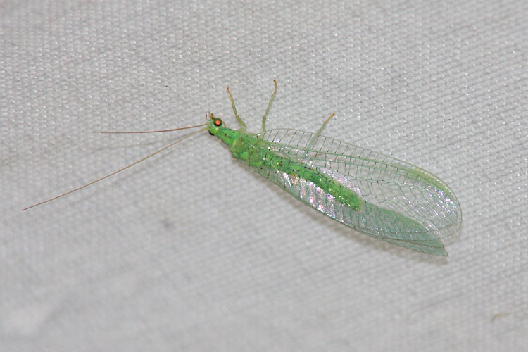 Lacewing.JPG