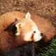 Red Panda unusually on the ground