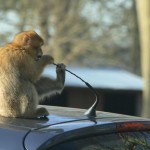 A tasty automotive snack