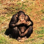 Chimp eating ice