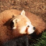 Red Panda unusually on the ground
