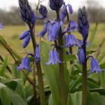 bluebells-web.jpg