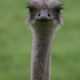 Female Ostrich