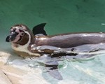 humboldt-penguin-blog.jpg
