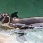 Humboldt Penguin