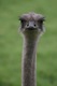 ostrich-blog-thumb.jpg