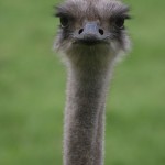 Female Ostrich