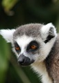 ring-tailed-lemur-blog.jpg