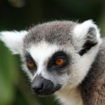 Ring-Tailed Lemur