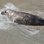 seal-web.jpg
