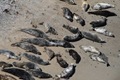 seals-web-thumb.jpg