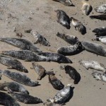 Seals basking on a protected (from Joe Public) beach