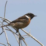 stonechat.jpg