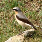 wheatear-web.jpg